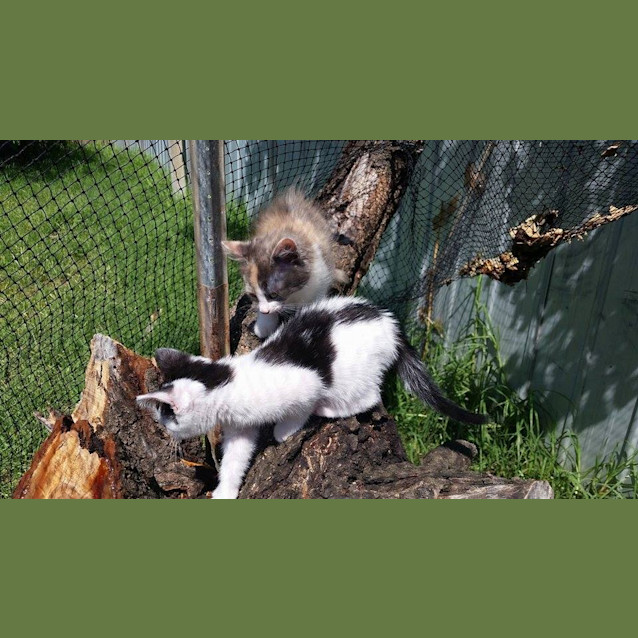 Photo of Sylvester   Cat And Kid Friendly