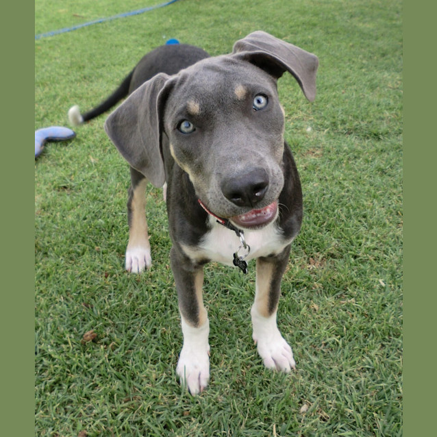 Photo of Jester *On Trial In His New Home*