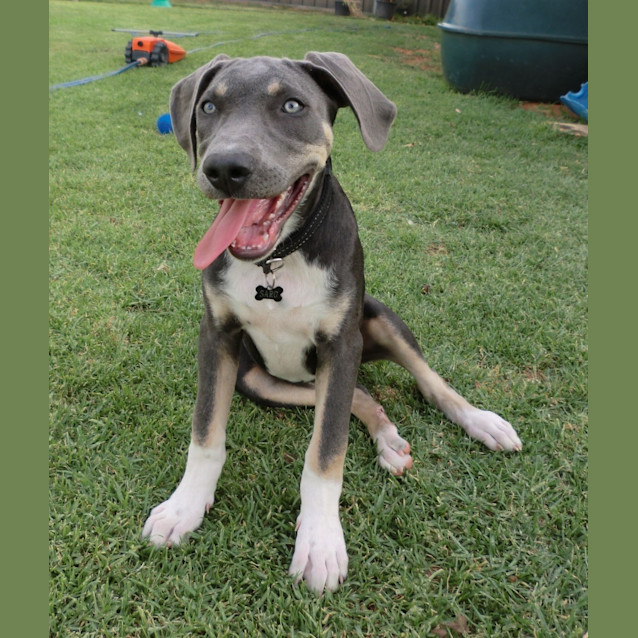 Photo of Jester *On Trial In His New Home*