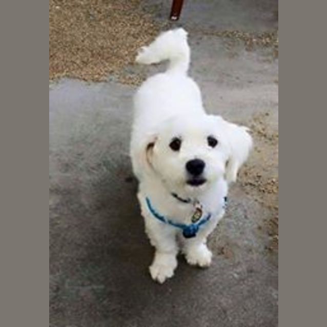 Photo of Delightful Dobby!