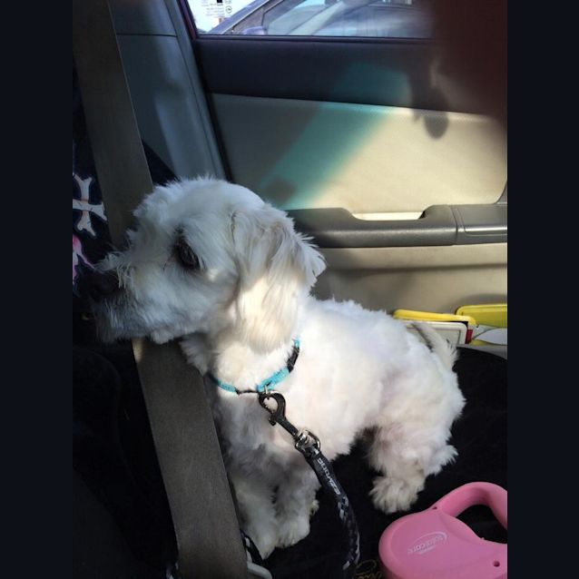 Photo of Delightful Dobby!