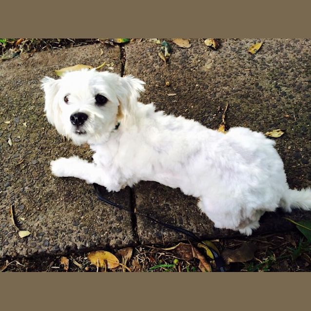 Photo of Delightful Dobby!