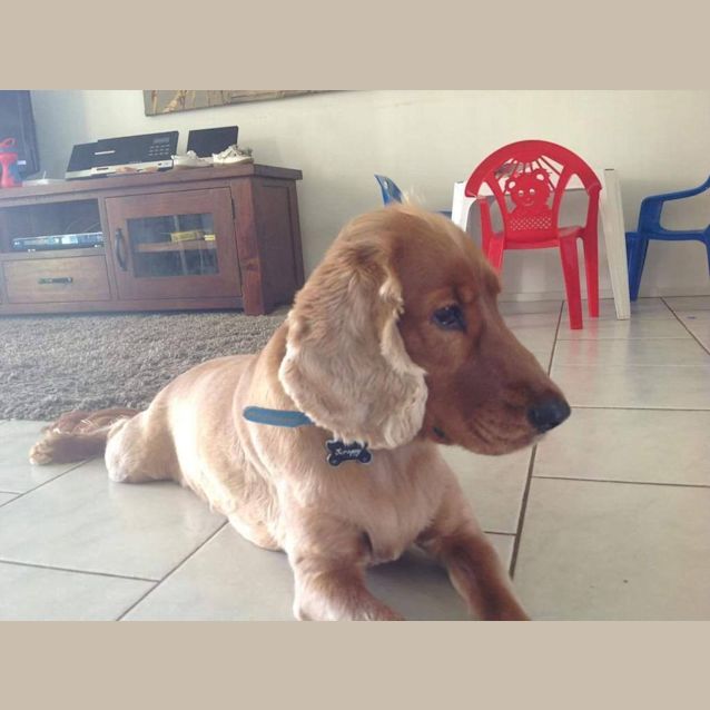 Photo of Pongo