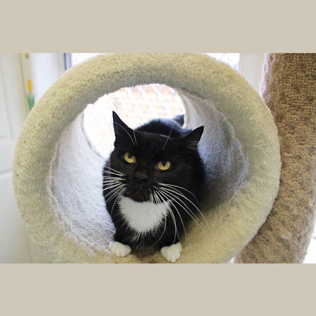 Photo of Lady Long Whiskers