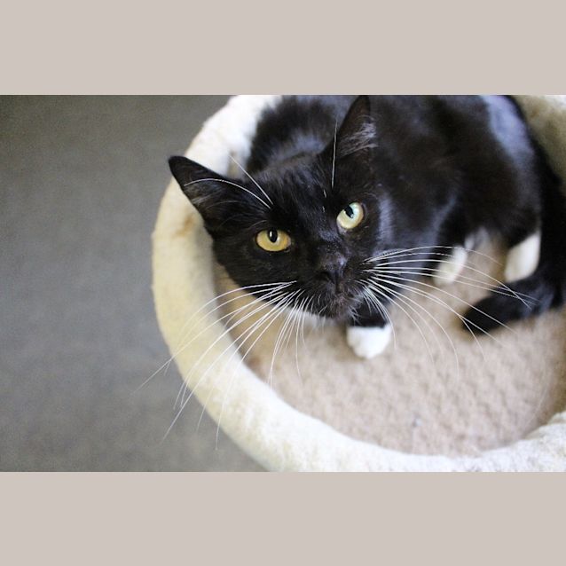 Photo of Lady Long Whiskers