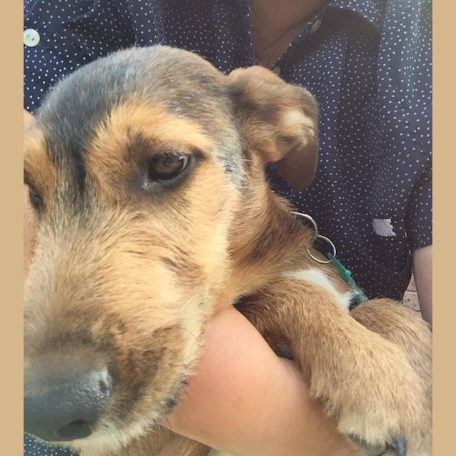 Photo of Loki