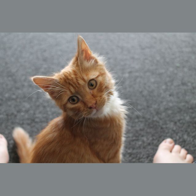 Photo of Cheezel & Twistie (Kitten Brothers)