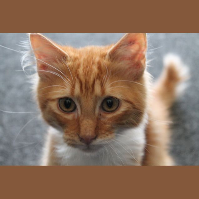 Photo of Cheezel & Twistie (Kitten Brothers)