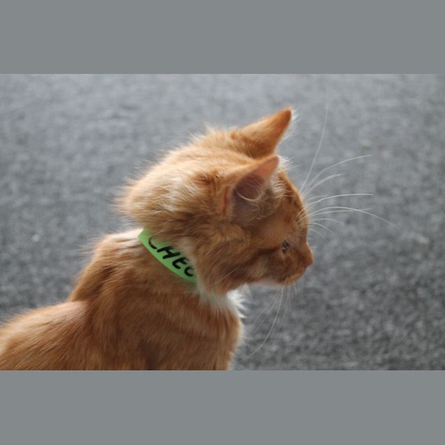 Photo of Cheezel & Twistie (Kitten Brothers)