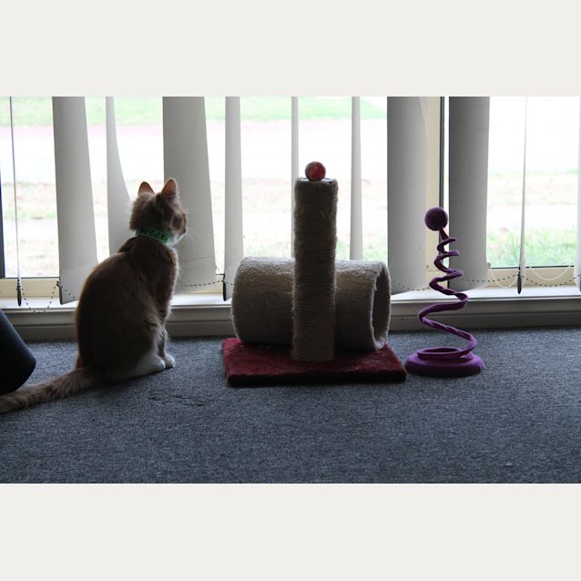 Photo of Cheezel & Twistie (Kitten Brothers)