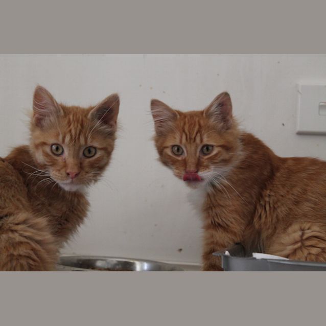 Photo of Cheezel & Twistie (Kitten Brothers)