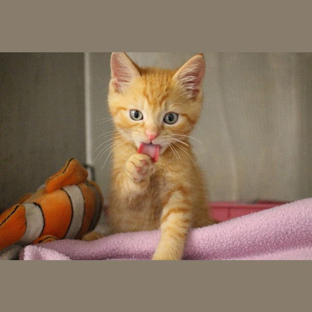 Photo of Fred Weasley 