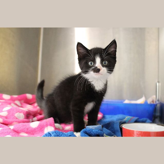 Photo of Severus Snape 