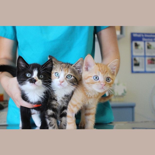 Photo of Fred Weasley 