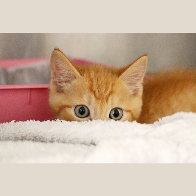 Photo of Fred Weasley 