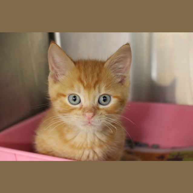 Photo of Fred Weasley 