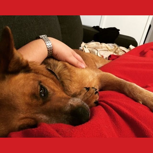 Photo of Amber   "Aussie Cattle Dog"
