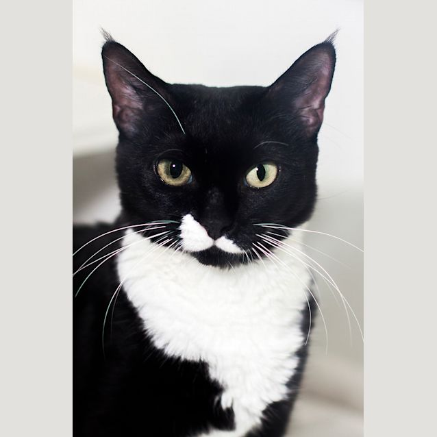 Photo of Tuxedo