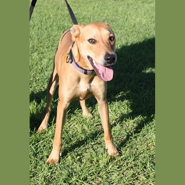 Photo of Skippy Dl957