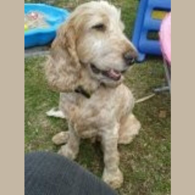 Photo of Alfie