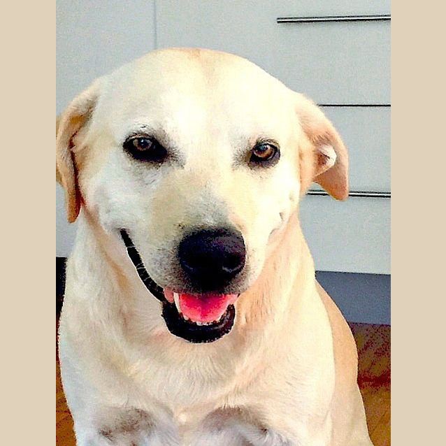 Photo of Archie ~ Labrador (On Trial 31/3/15)