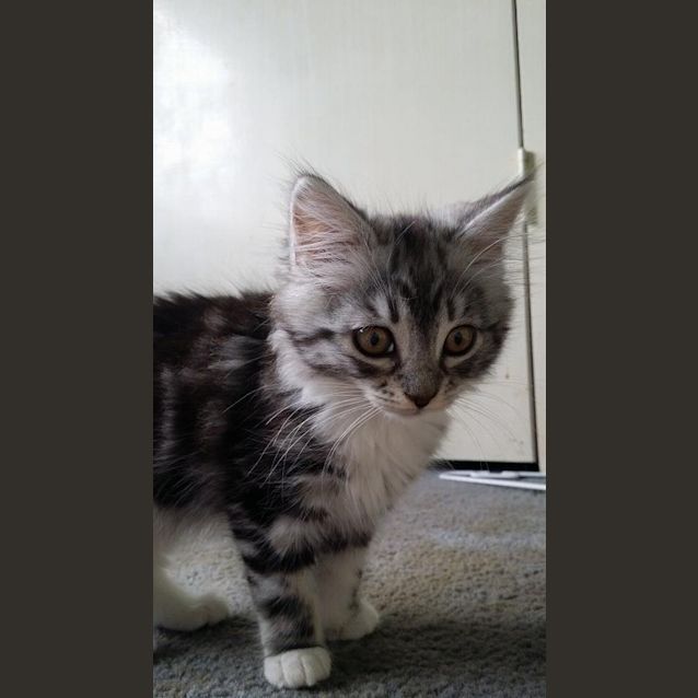 Photo of Custard (On Trial With New Family)