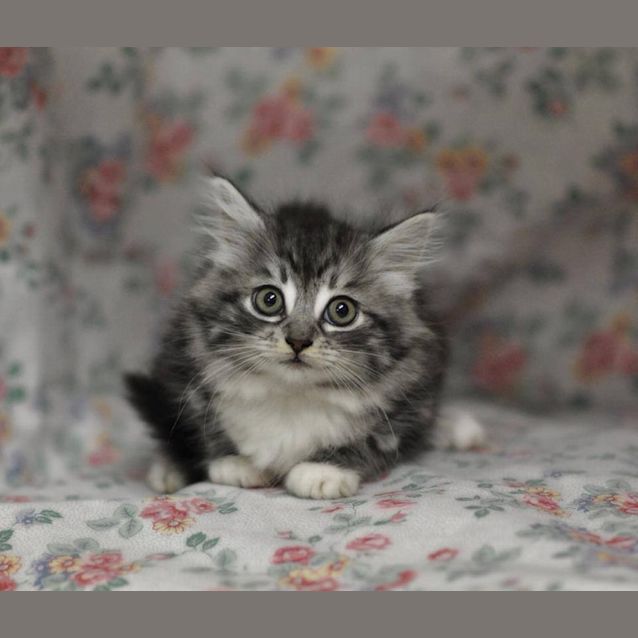 Photo of Custard (On Trial With New Family)