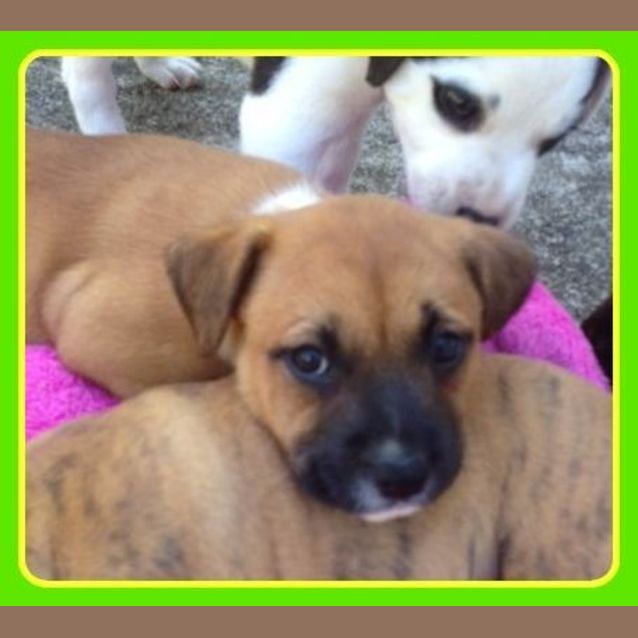 Photo of Chestnut ~ Staffy X Puppy ~ On Trial 13/4/15
