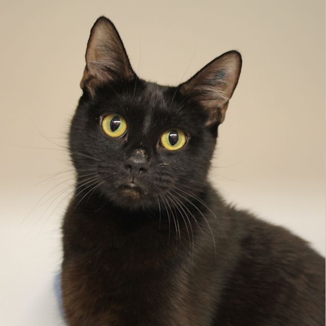 Photo of Blackie