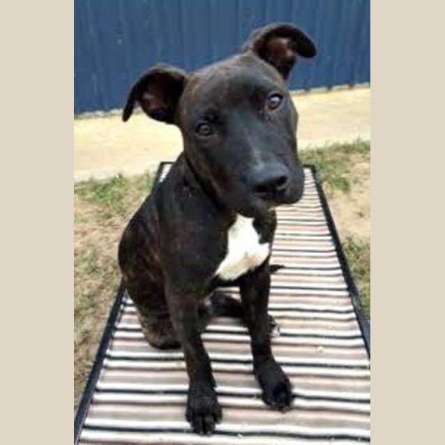 Photo of Pinchy ~ Staffy X Boxer (On Trial 24/4/15)