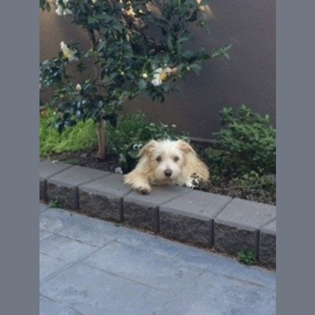 Photo of Cream