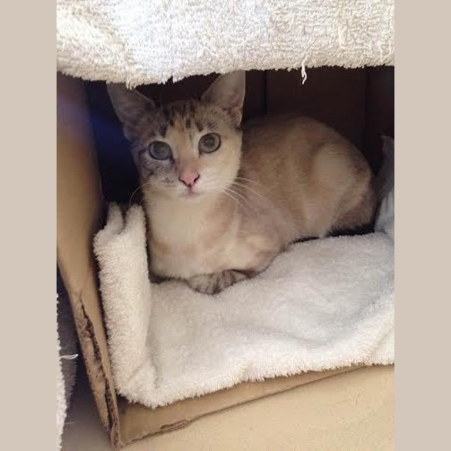 Photo of Opal *Adoption Pending*
