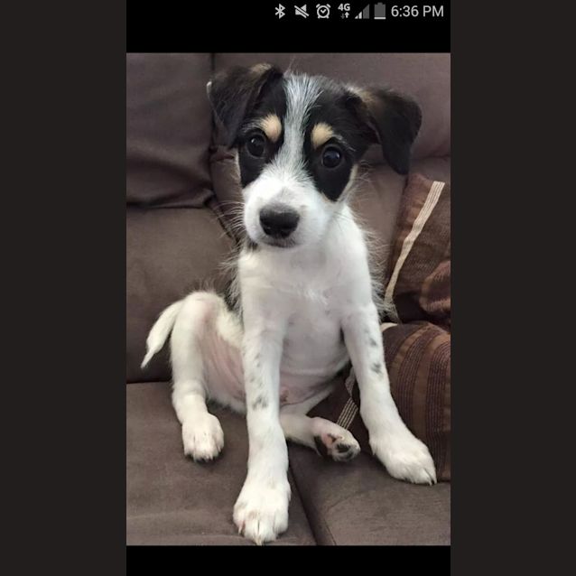 Photo of Bruno Terrier X, Male Puppy