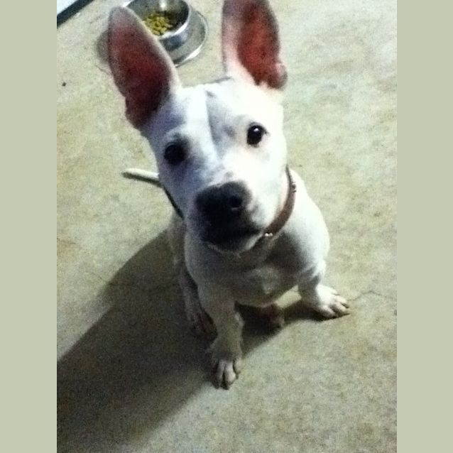 Photo of Lucky   Deaf Dog