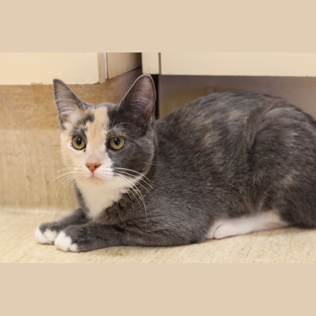 Photo of Lulu