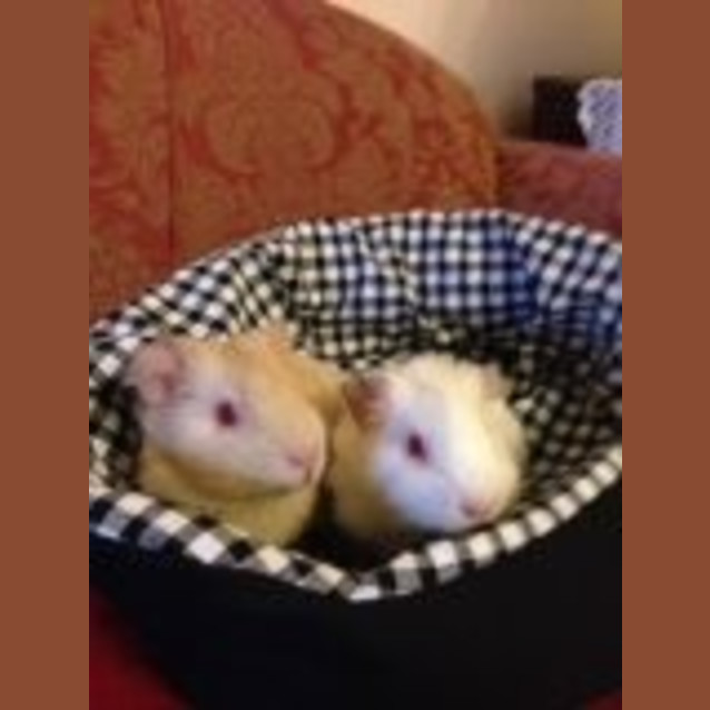 Photo of Joey And Flocke