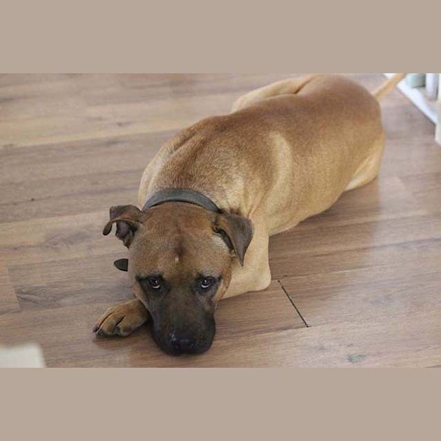 Photo of Boof
