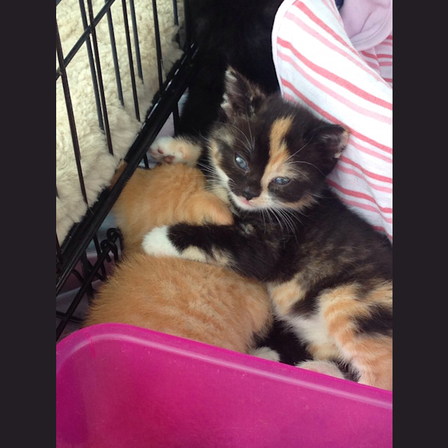 Photo of "Coco Pop" Purrfect Match