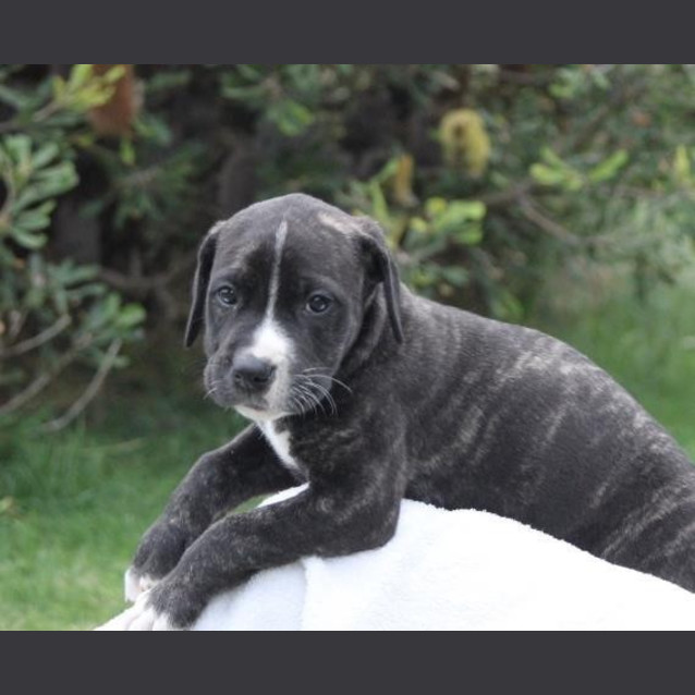 Photo of Blaze Dl937