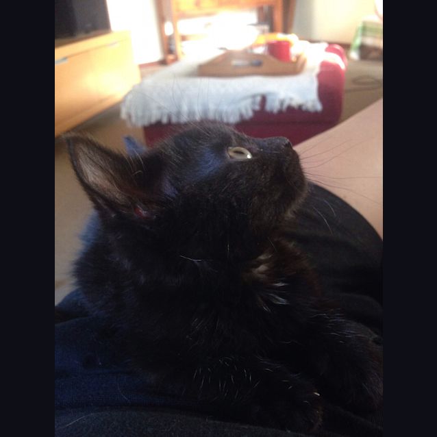 Photo of "Vegemite" Purrfect Match