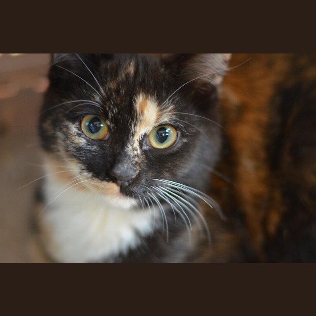 Photo of Beyonce (Bee)