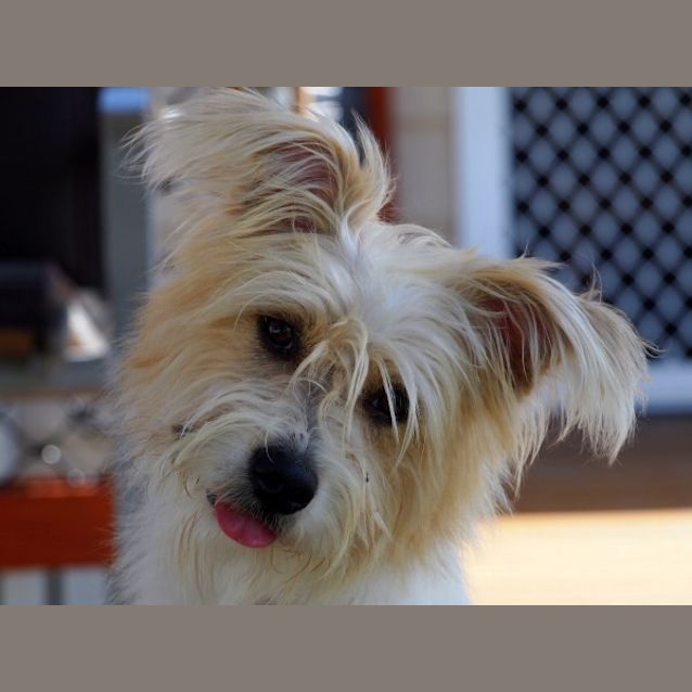 Photo of Monty