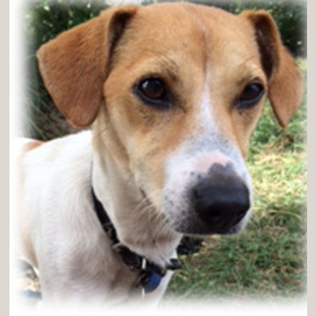 Photo of Max ~ Jack Russell X (On Trial 16/5/15)