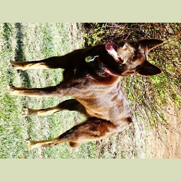 Photo of Bella Ed0019 