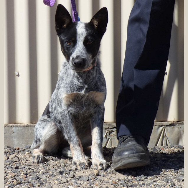 Photo of Skye