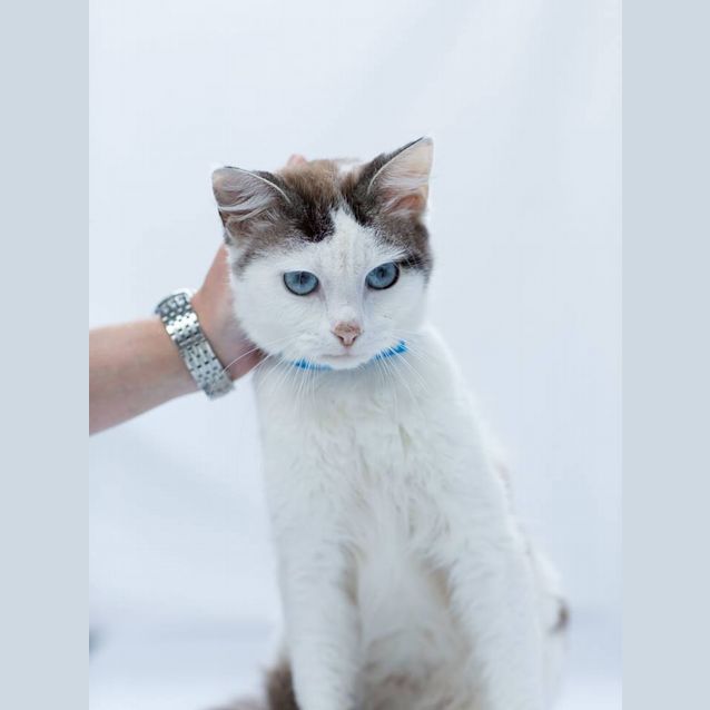 Photo of "Verbier" Purrfect Match