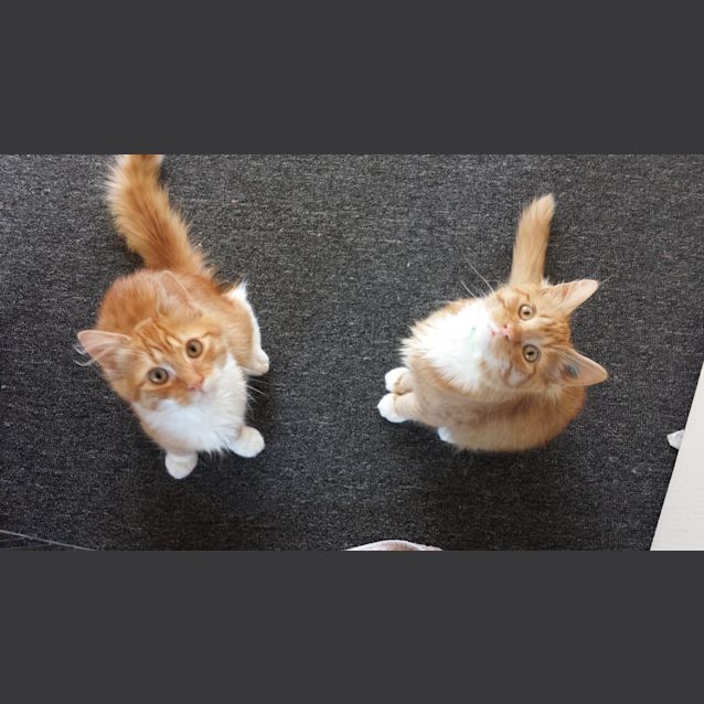 Photo of Cheezel & Twistie (Kitten Brothers)