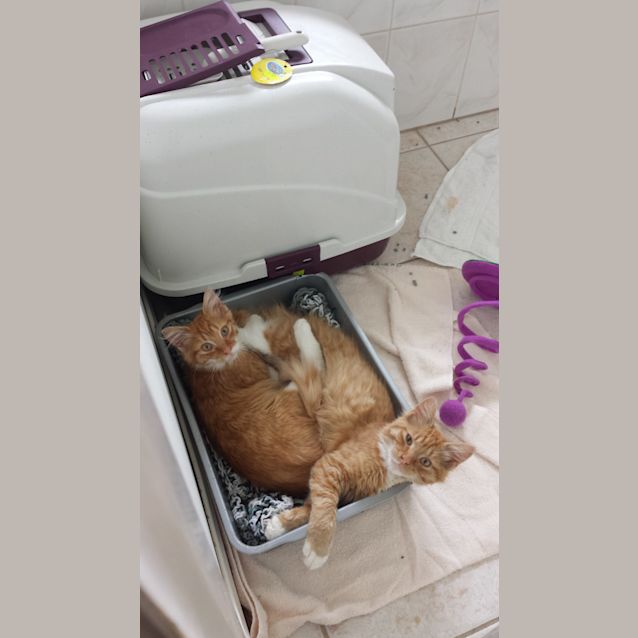 Photo of Cheezel & Twistie (Kitten Brothers)