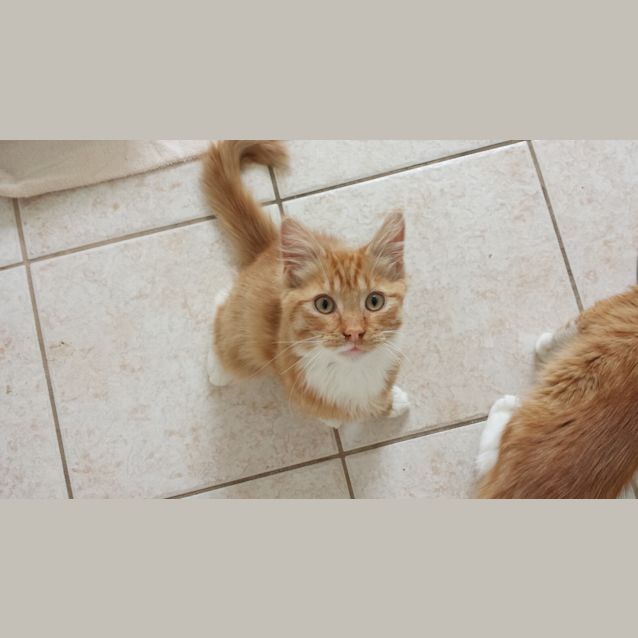 Photo of Cheezel & Twistie (Kitten Brothers)