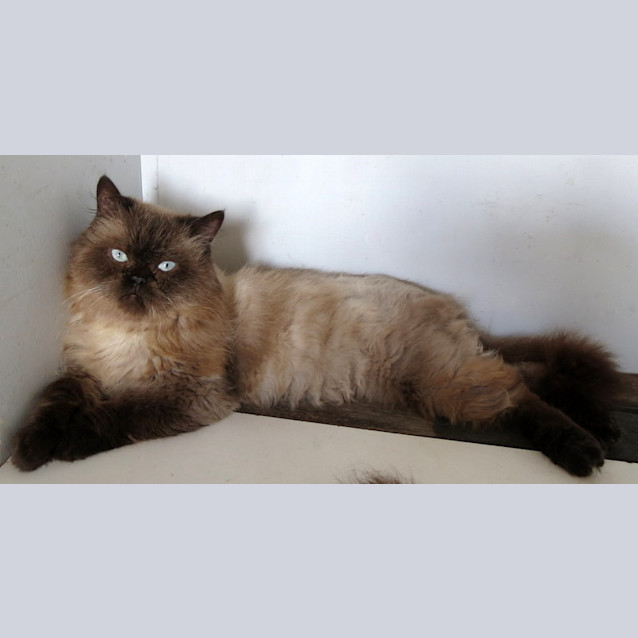Photo of "Sir Herbert" Purrfect Match